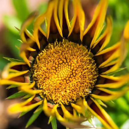 A macro shot of a gazania tiger stripes bloom.の写真素材