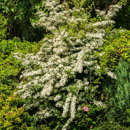 A shot of the blossom of a large pyracantha bush.