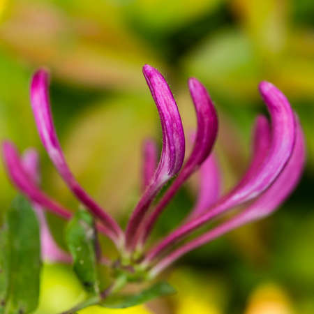 A macro shot of the flower buds of a honeysuckle plant.の写真素材