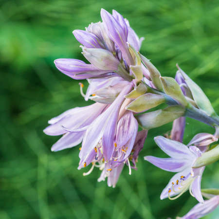 A macro shot of some blue hosta blooms.の写真素材