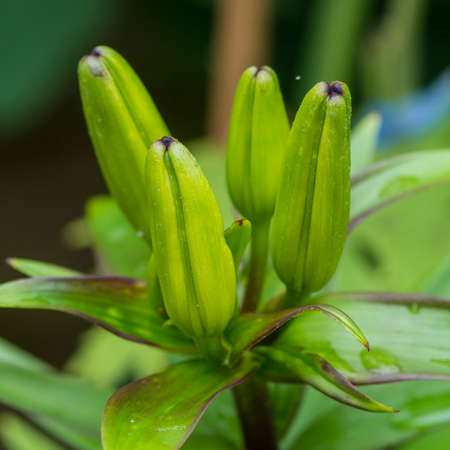 A macro shot of the flower buds from an oriental lily.の写真素材