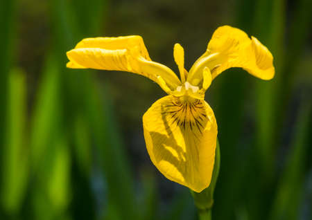 A macro shot of a yellow flag iris bloom.の写真素材