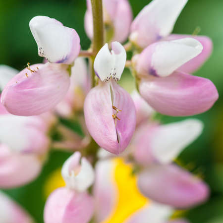 A macro shot of a pink lupin flower head.の写真素材