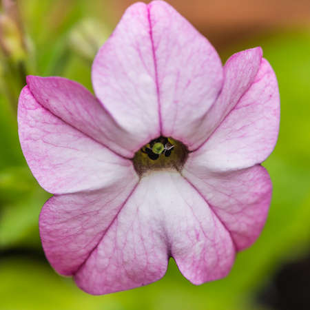 A macro shot of a pink nicotiana bloom. A macro shot of a pink nicotiana bloom.