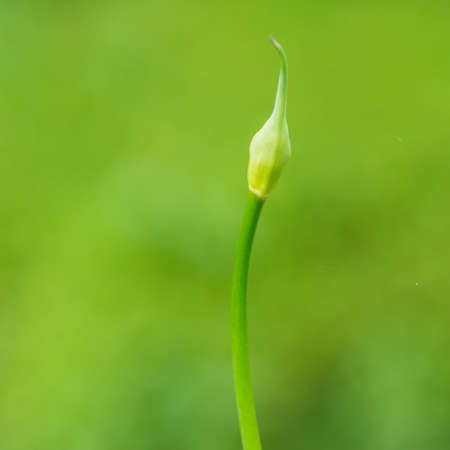 A macro shot of an agapanthus flower bud.の写真素材
