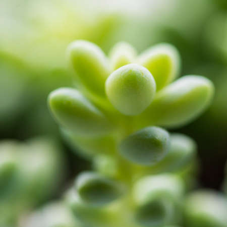 A macro shot of a donkey tail succulent plant.の写真素材
