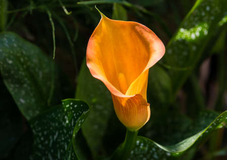 A macro shot of an orange calla lily bloom.の写真素材