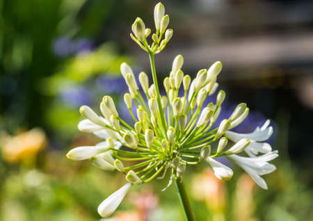 A macro shot of the flower buds of a white agapanthus.の写真素材