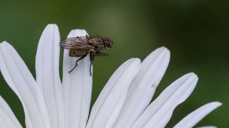 A macro shot of a fly sitting on the white petal of an oxeye daisy.