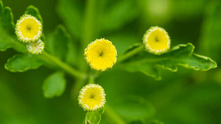 A macro shot of some feverfew flower buds.の写真素材