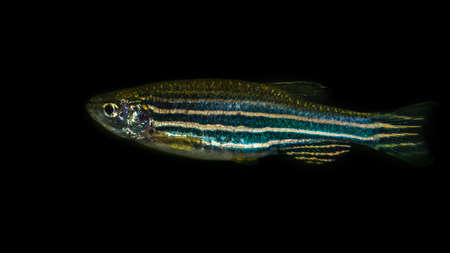 A macro shot of a zebra danio.の写真素材