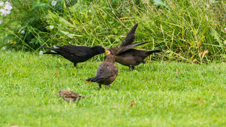 A shot of a male blackbird feeding his offspring.の写真素材