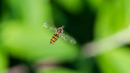 A macro shot of a hovering hoverfly.