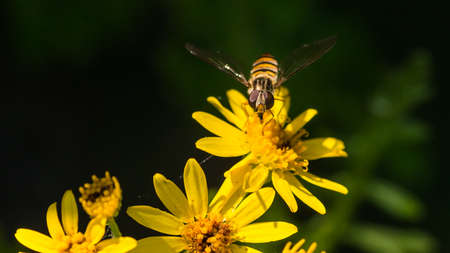 A macro shot of a hoverfly collecting pollen from a yellow ragwort bloom.の写真素材