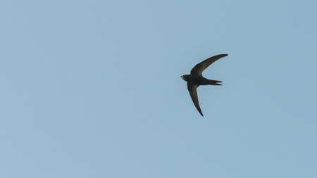 A shot of a swift flying overhead.の写真素材