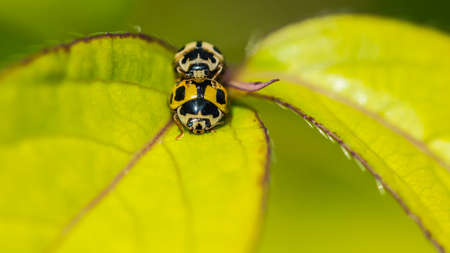 A macro shot of a pair of mating ladybirds.