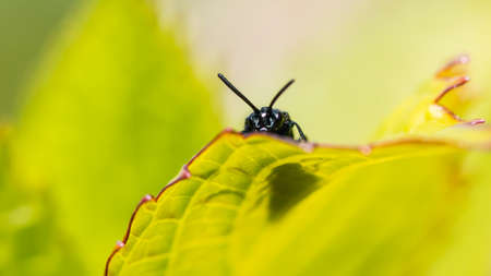 A macro shot of a sawfly peeking over the top of a green leaf.の写真素材