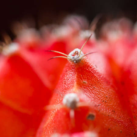 A macro shot of a moon cactus.の写真素材