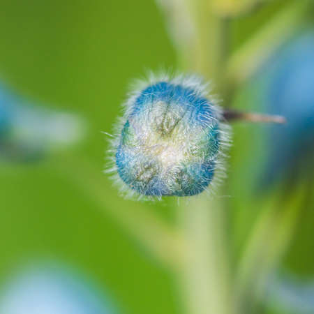 A macro shot of a delphinium flower bud.の写真素材