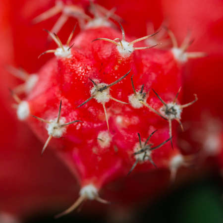 A macro shot of a moon cactus.の写真素材