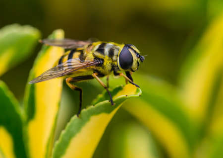 A macro shot of a hoverfly resting on a green leaf.の写真素材