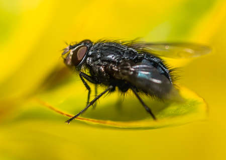 A macro shot of a fly sunning itself while resting on the leaves of a privet hedge.の写真素材