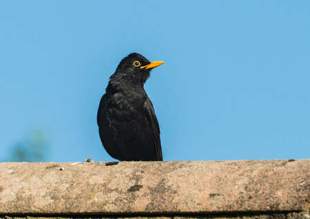 A shot of a blackbird standing on a rooftop.の写真素材