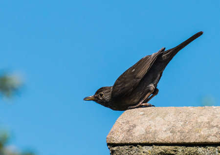 A shot of a blackbird getting ready to take off from a rooftop.の写真素材
