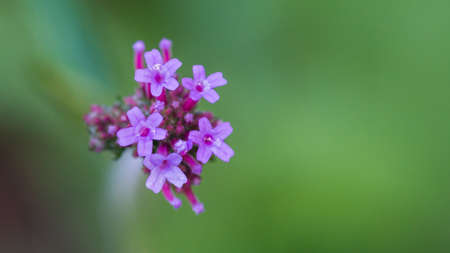 A macro shot of the tiny purple flowers of verbena bonariensis buenos aires.の写真素材