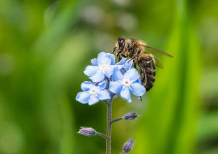A macro shot of a honey bee collecting pollen from some forget me not blooms.の写真素材