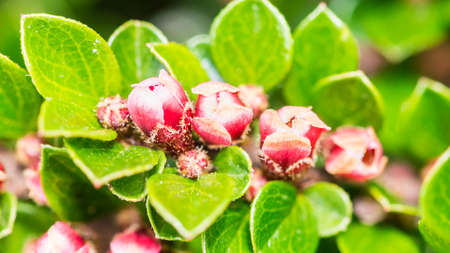 A macro shot of the small pink flowers of a cotoneaster bush.の写真素材