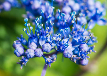 A macro shot of some blue lacecap hydrangea bush blooms.の写真素材