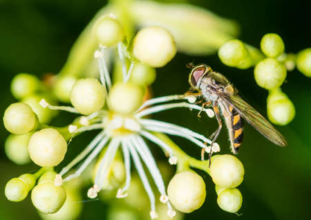 A macro shot of a hoverfly collecting pollen from a climbing hydrangea bush.の写真素材