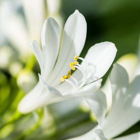 A macro shot of a white agapanthus bloom.の写真素材