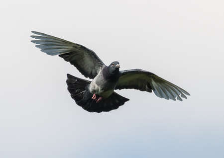 A shot of a feral pigeon flying through a grey cloudy sky.の写真素材