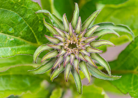 A macro shot of an echinacea flower bud.の写真素材
