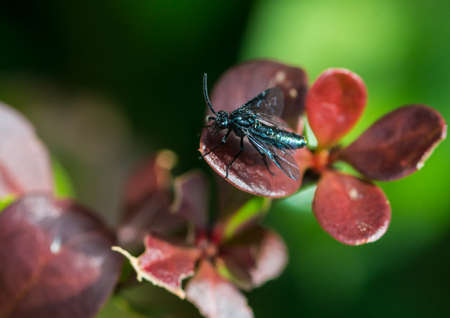 A macro shot of a berberis sawfly sitting on the leaf of a berberis bush.
