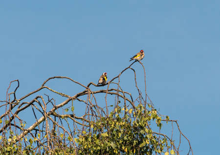 A shot of two goldfinch sitting in a tree.の写真素材