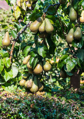 A shot of some pears hanging from the branches of a pear tree.の写真素材