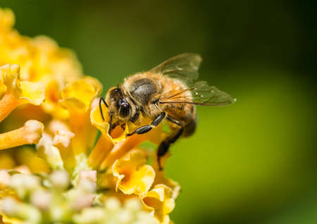 A macro shot of a honey bee collecting pollen from a yellow butterfly bush.の写真素材