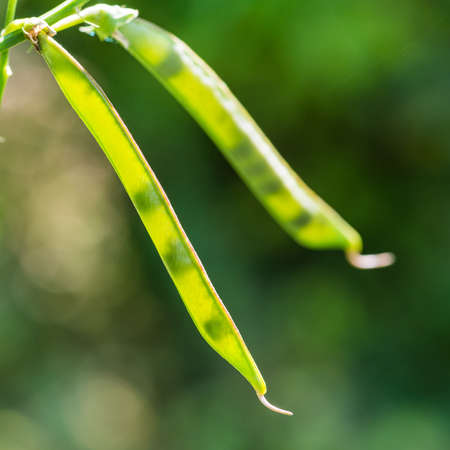 A macro shot of a pair of sweet pea pods.
