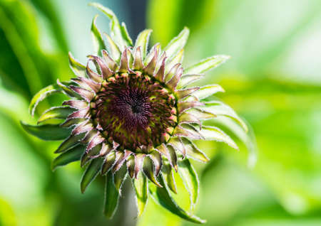 A macro shot of an echinacea flower bud.の写真素材