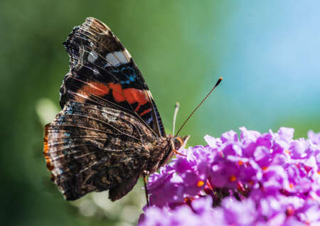 A macro shot of a red admiral butterfly collecting pollen from a butterfly bush.の写真素材