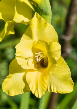 A macro shot of a yellow gladioulus bloom.の写真素材