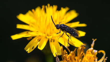 A macro shot of a berberis sawfly waiting on a yellow flower.の写真素材