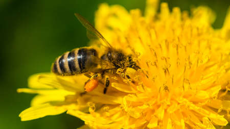 A macro shot of a bee collecting pollen from a dandelion.の写真素材