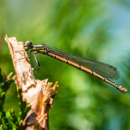 A macro shot of a large red damselfly clinging to a broken branch.の写真素材