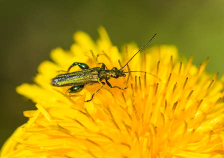A macro shot of a thick legged flower beetle.の写真素材