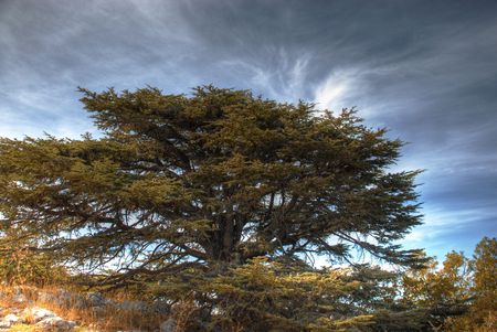 cedar of Lebanon against blue skyの写真素材