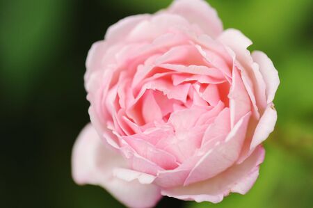 close up of a roseの写真素材